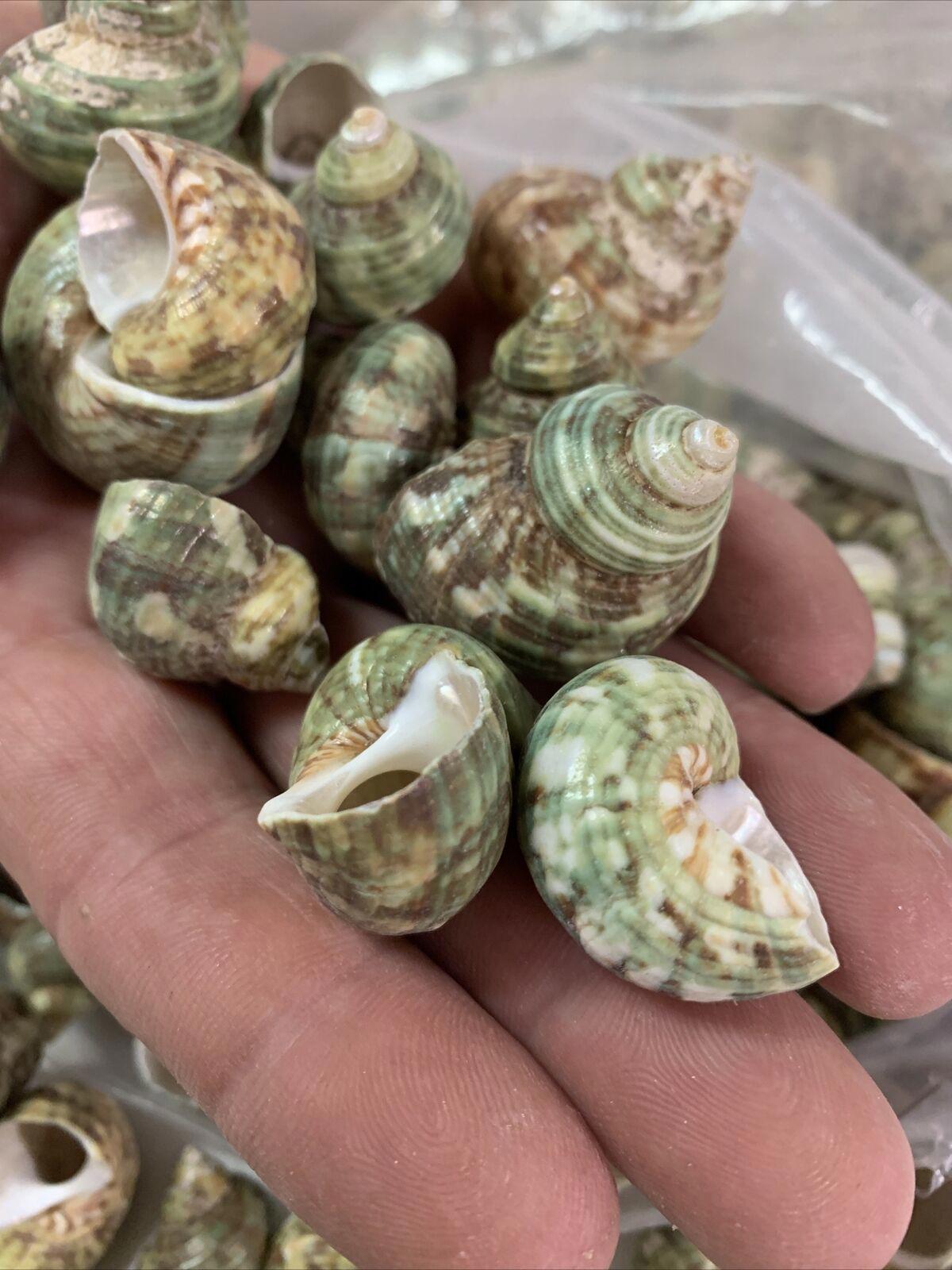 Green Sea Shells collection featuring various sizes and patterns in a hand.