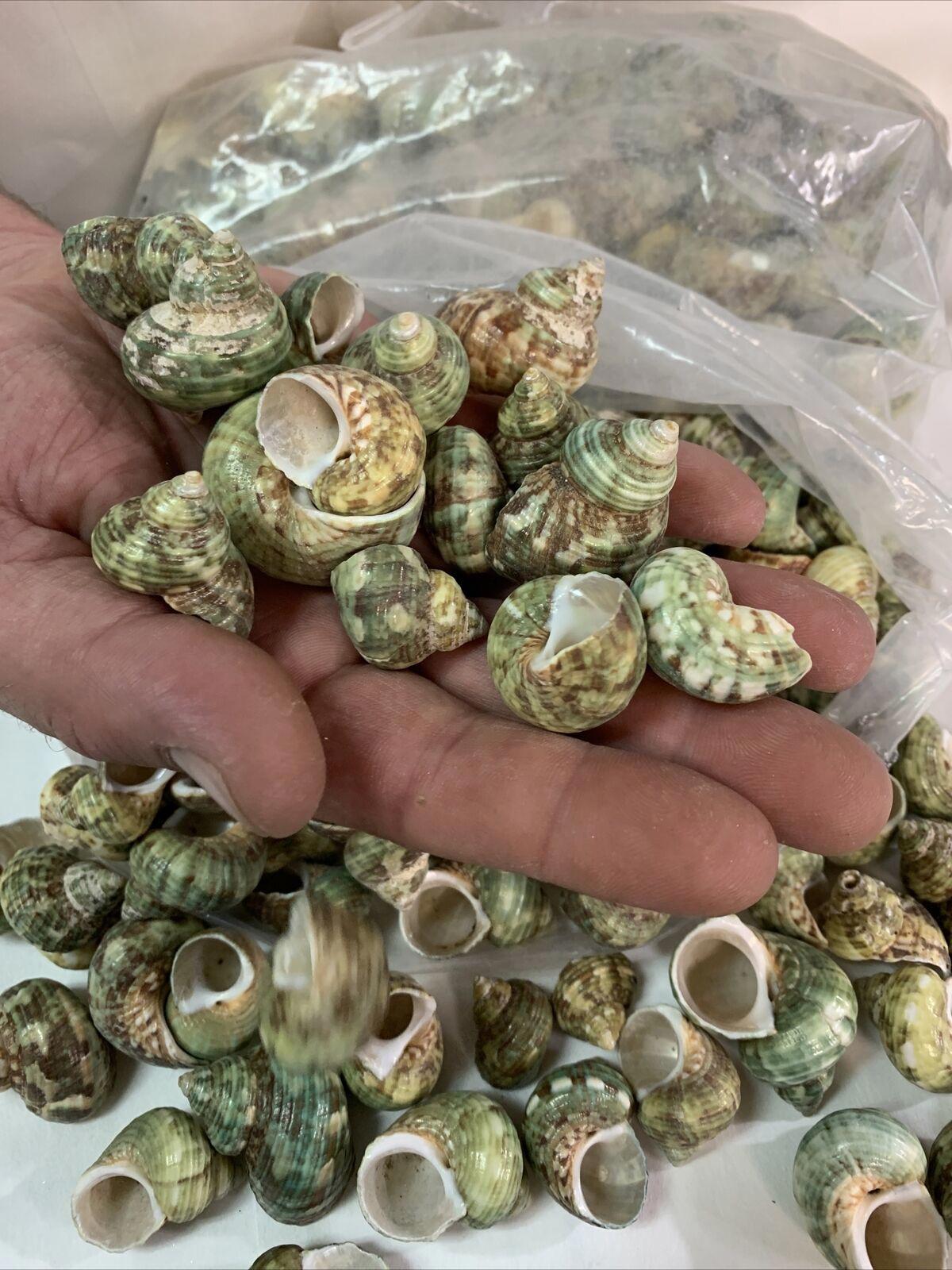 Green Sea Shells showcasing unique textures and patterns in a hand, perfect for crafts.
