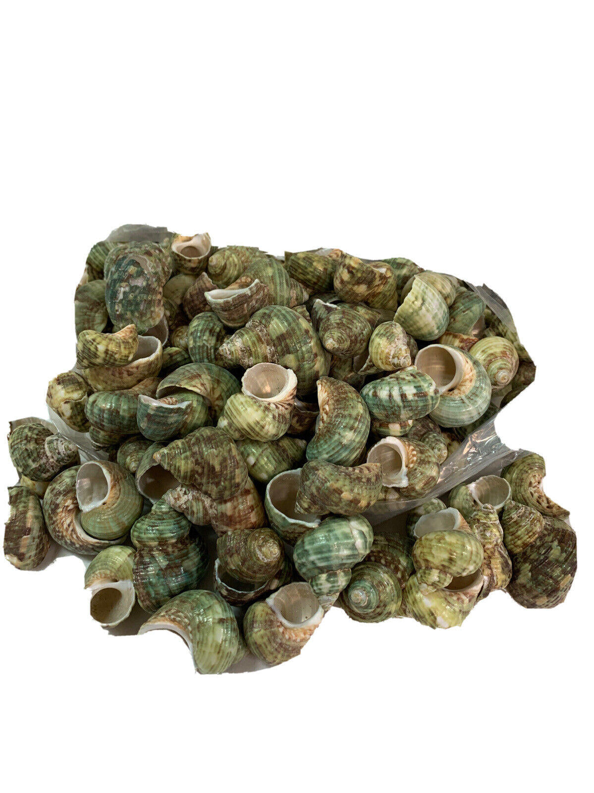 Green Sea Snail Shells collection with unique textures and patterns.