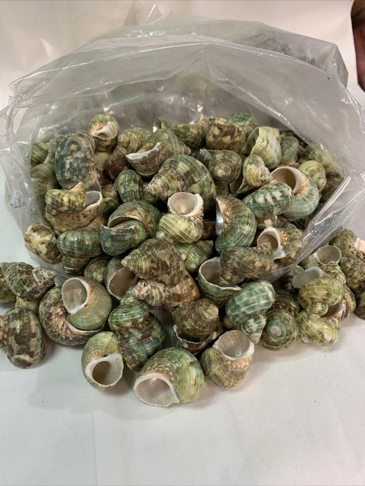 Green Sea Snail Shells in a bag, showcasing various textures and colors.