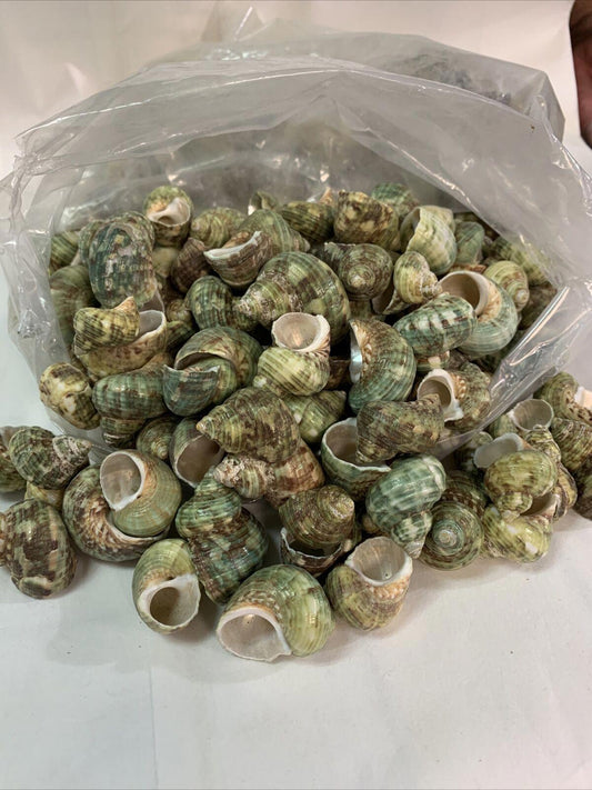 Green Sea Snail Shells in a bag, showcasing various textures and colors.