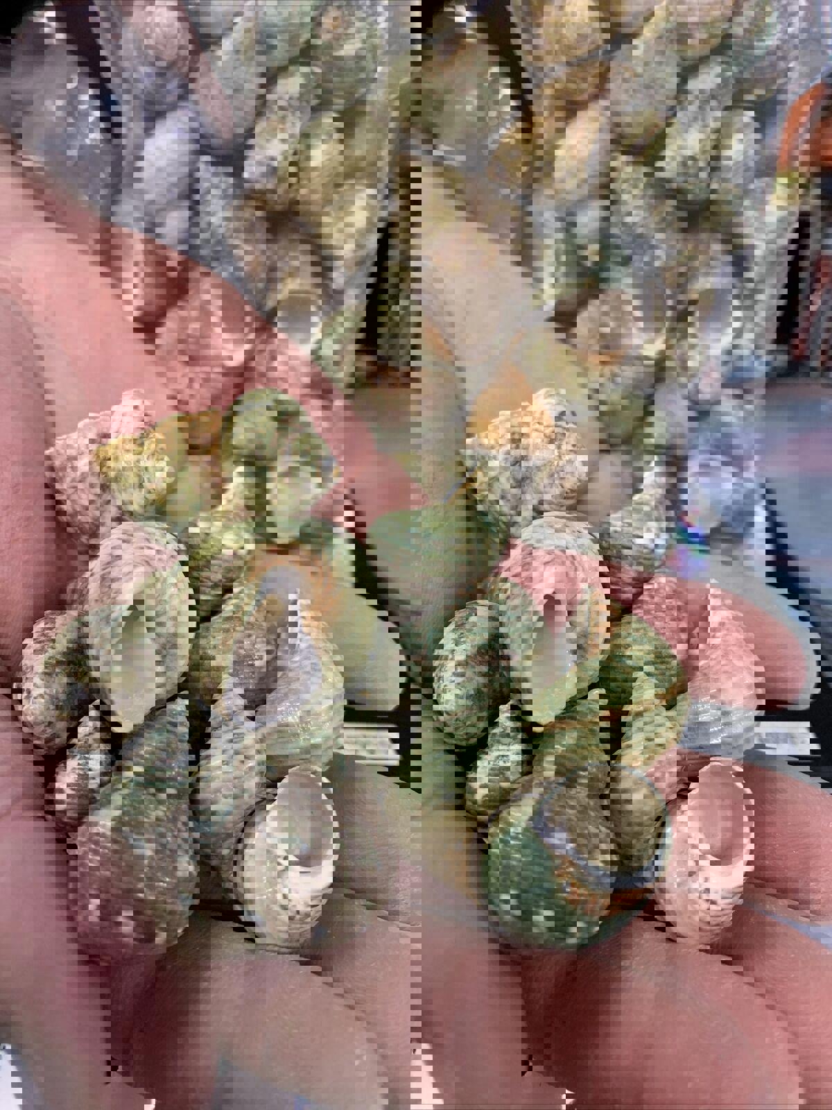 Green Sea Snails in hand, showcasing their unique spiral shells and textures.