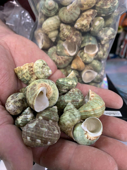 Green Sea Snails in hand, showcasing their unique spiral shells and textures.