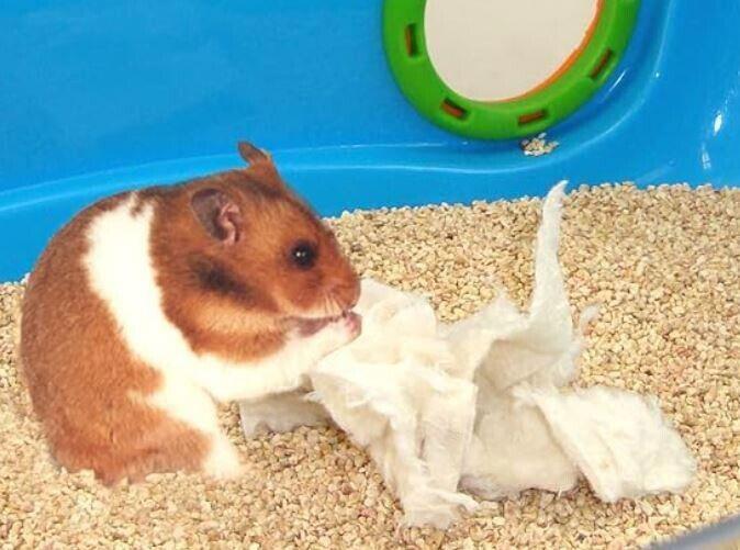 Hamster playing with bedding in a colorful cage environment.