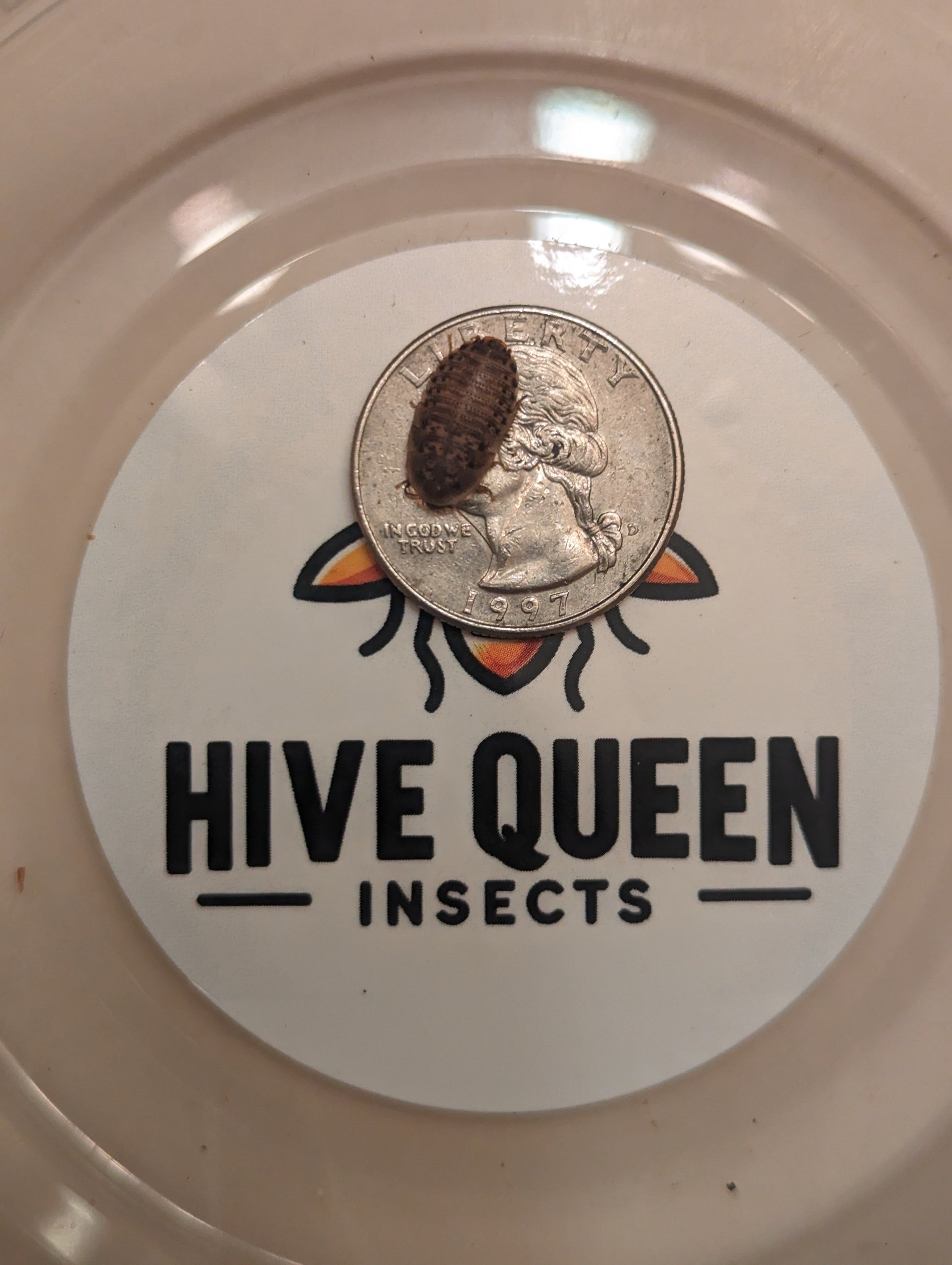 Hive Queen Insects logo with a quarter and a small insect on top.
