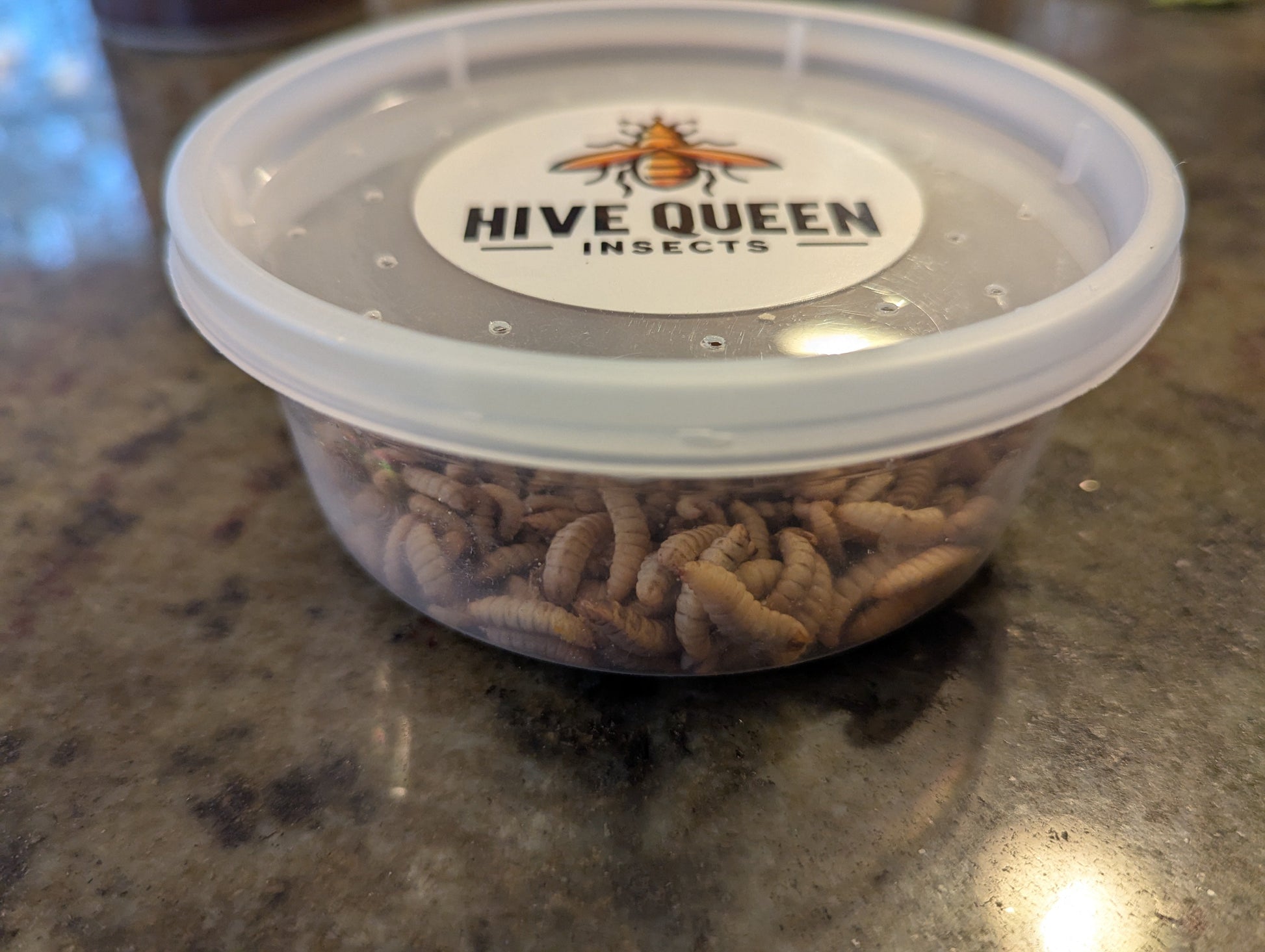 Hive Queen Insects container filled with mealworms on a countertop.