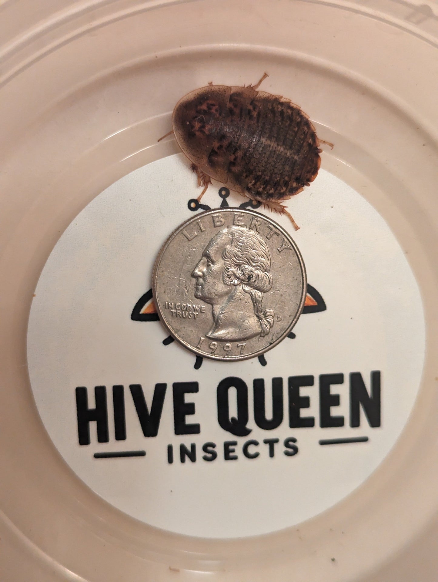 Hive Queen Insects showing a large insect next to a quarter for size comparison.