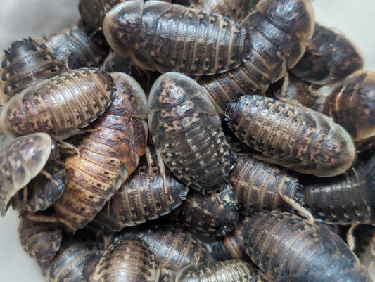 Live Isopods for sale, featuring a variety of colors and sizes in a natural habitat.