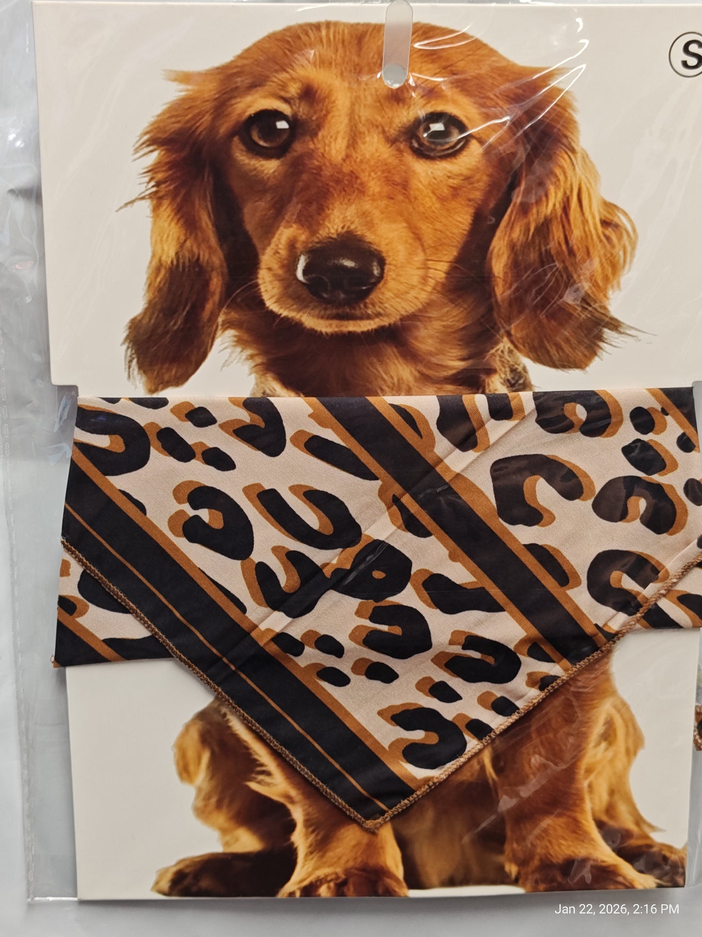 Leopard print dog bandana featuring a cute dachshund model.