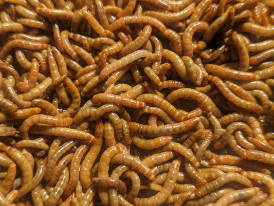 Mealworms for animal feed, rich in protein and nutrients, ideal for reptiles and birds.