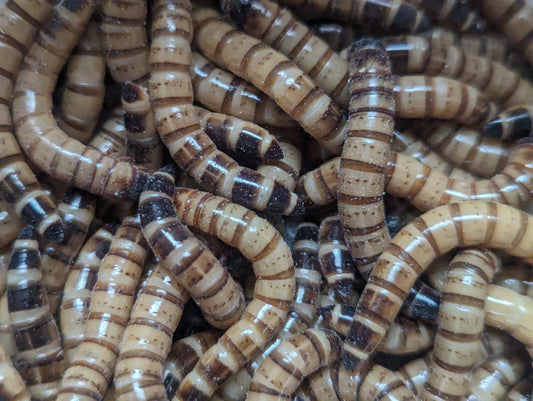 Mealworms for pet feeding, showcasing their brown and tan striped bodies.