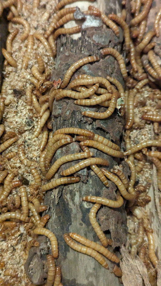 Mealworms crawling on a wooden log, ideal for reptile feeding.