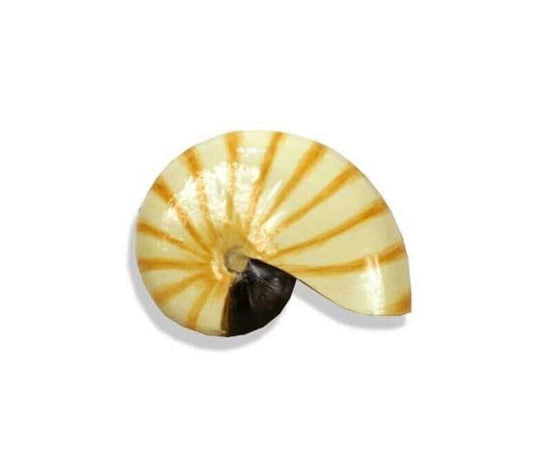 Nautilus shell with yellow and brown stripes, showcasing its spiral shape.