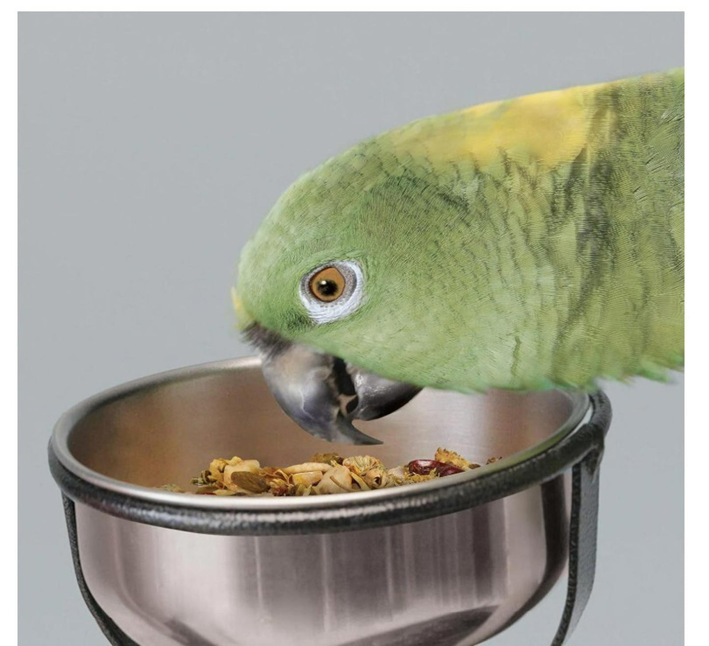 Parrot food bowl featuring a green parrot enjoying its meal.