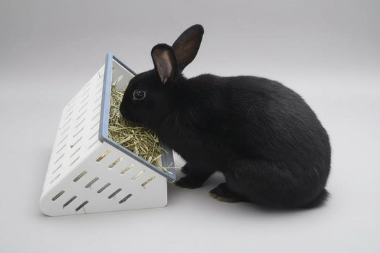 Black Rabbit feeding from a white hay feeder, showcasing its shiny fur and attentive posture.