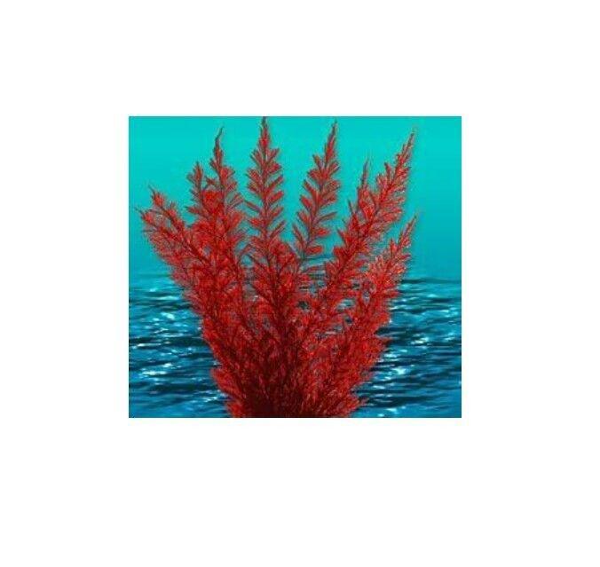 Red Coral Art Print featuring vibrant red coral against a turquoise ocean background.