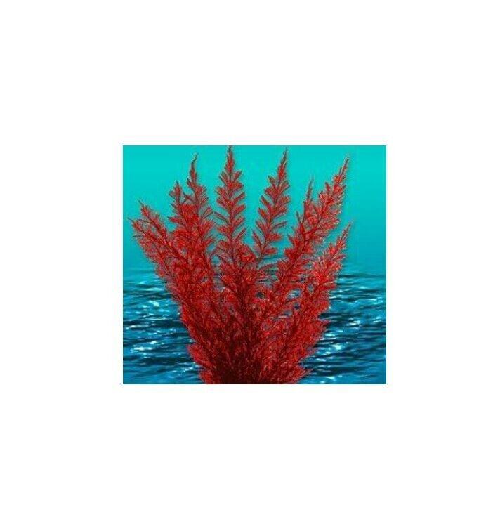 Red Seaweed Plant against a turquoise ocean background.