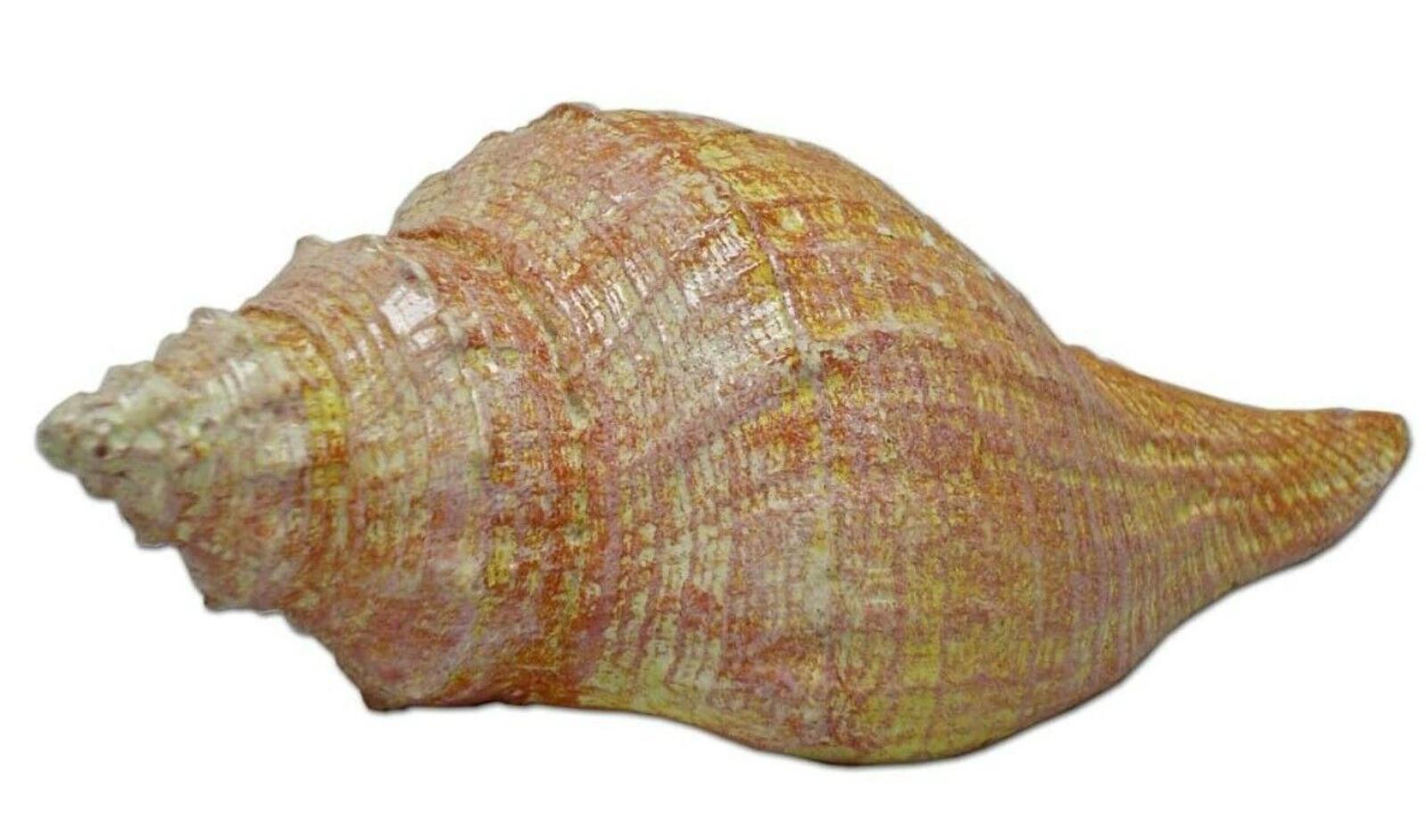 Conch shell with a beautiful pink and orange pattern, showcasing intricate textures.