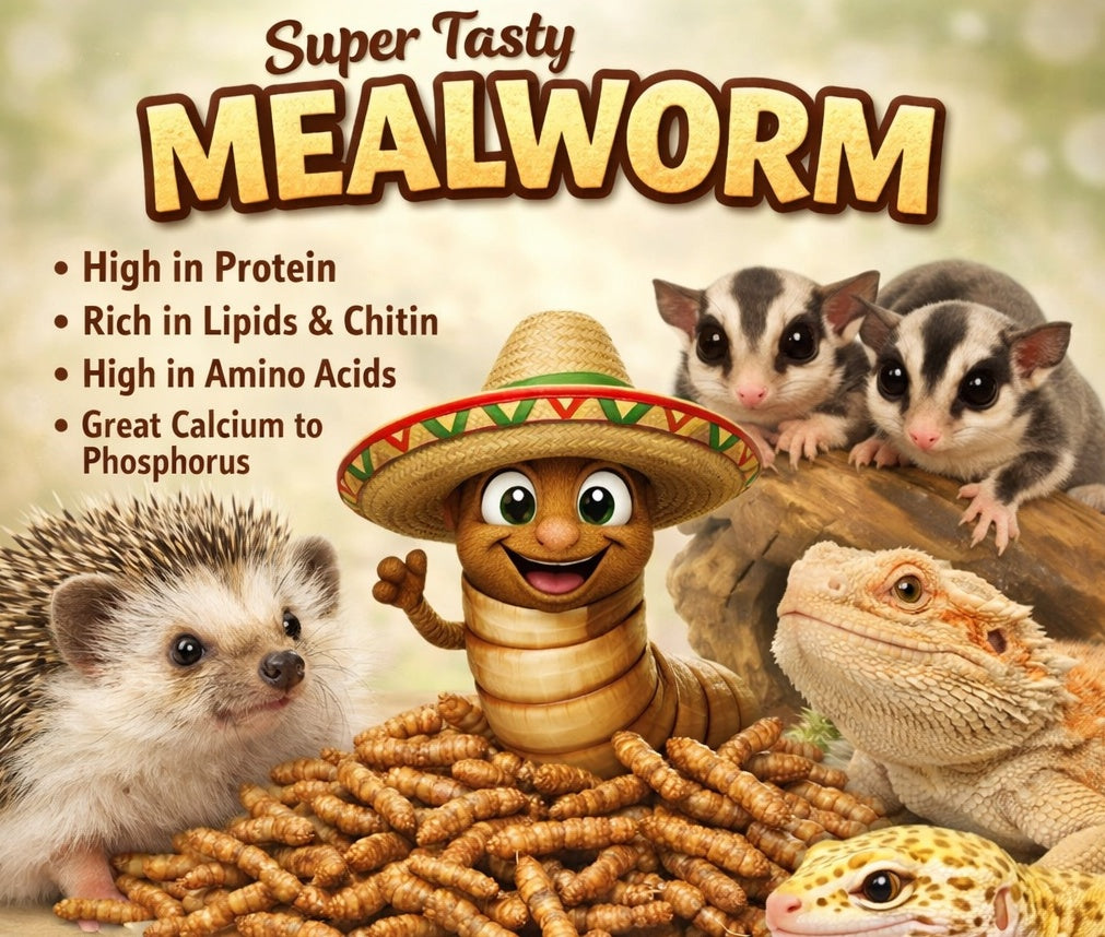 Mealworms Live – Fresh & Sustainable Protein by PNC Family FInds