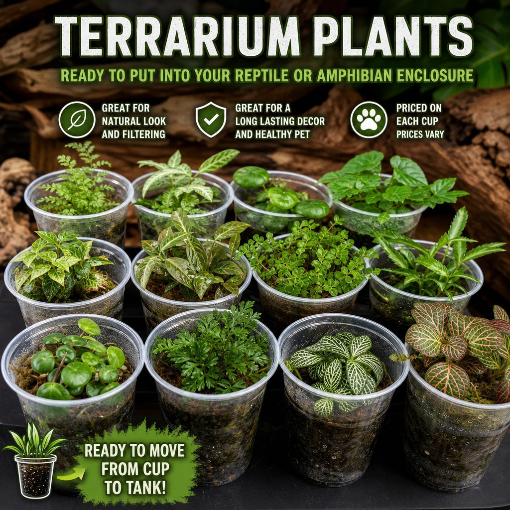 Live Plants Great for Pet Enclosures and More Grown by PNC