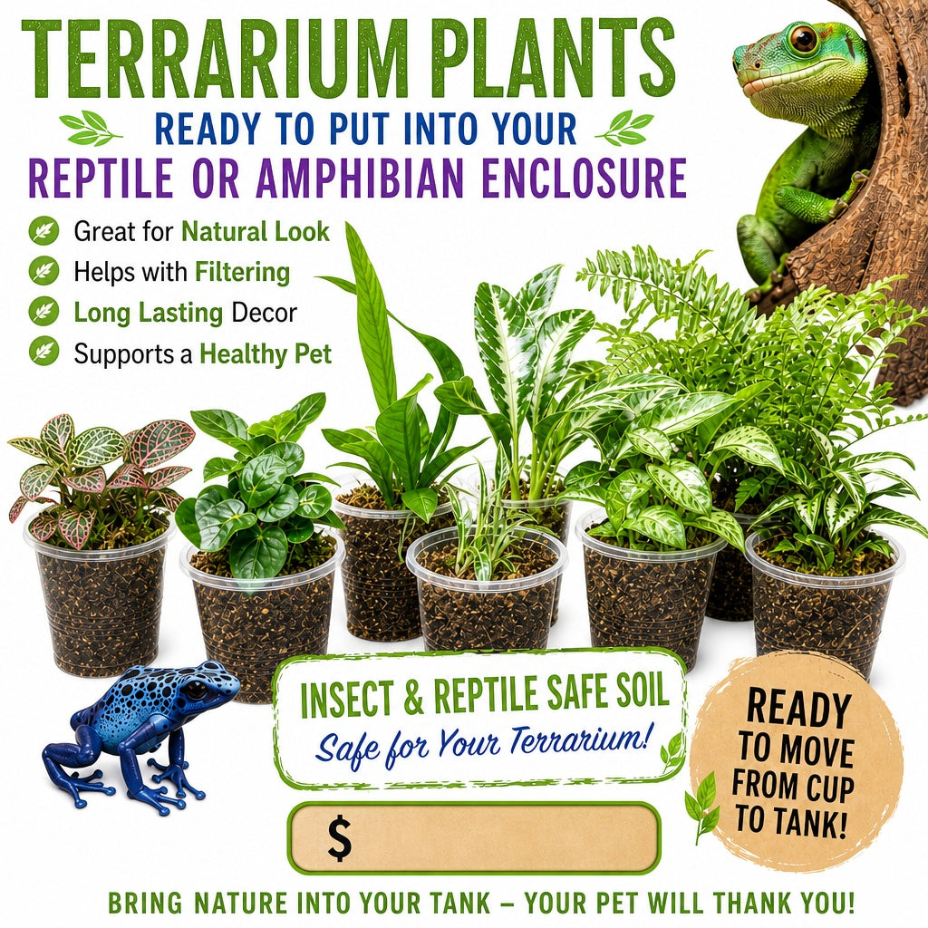 Live Plants Great for Pet Enclosures and More Grown by PNC