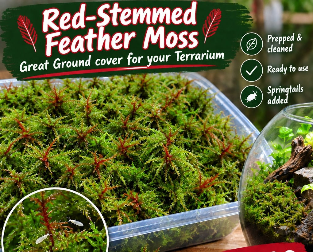 Live Plants Great for Pet Enclosures and More Grown by PNC