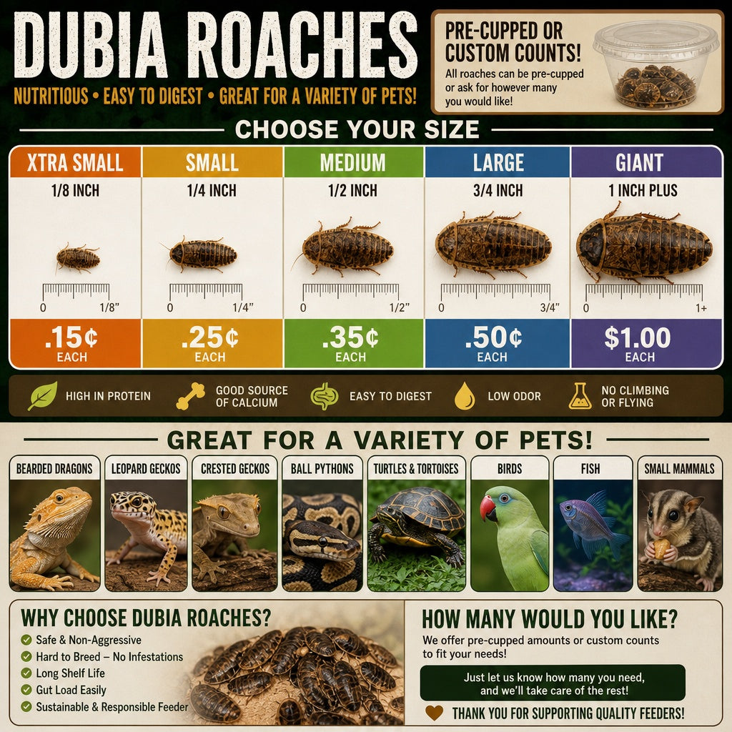 Dubia Roaches Live Many Sizes – Fresh Feeder Insects by PNC Family FInds