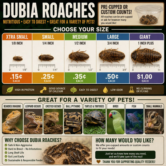 Dubia Roaches Live Many Sizes – Fresh Feeder Insects by PNC Family FInds