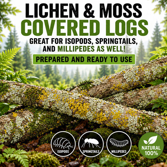 Lichen Sticks Bark Pieces – Natural Treats for Isopods by PNC Family FInds