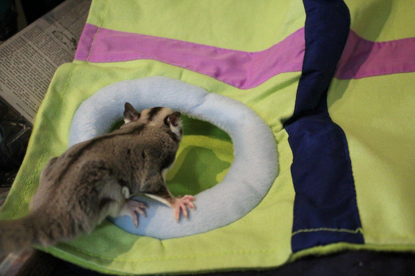 Sugar glider playing with a colorful activity mat featuring a soft ring.