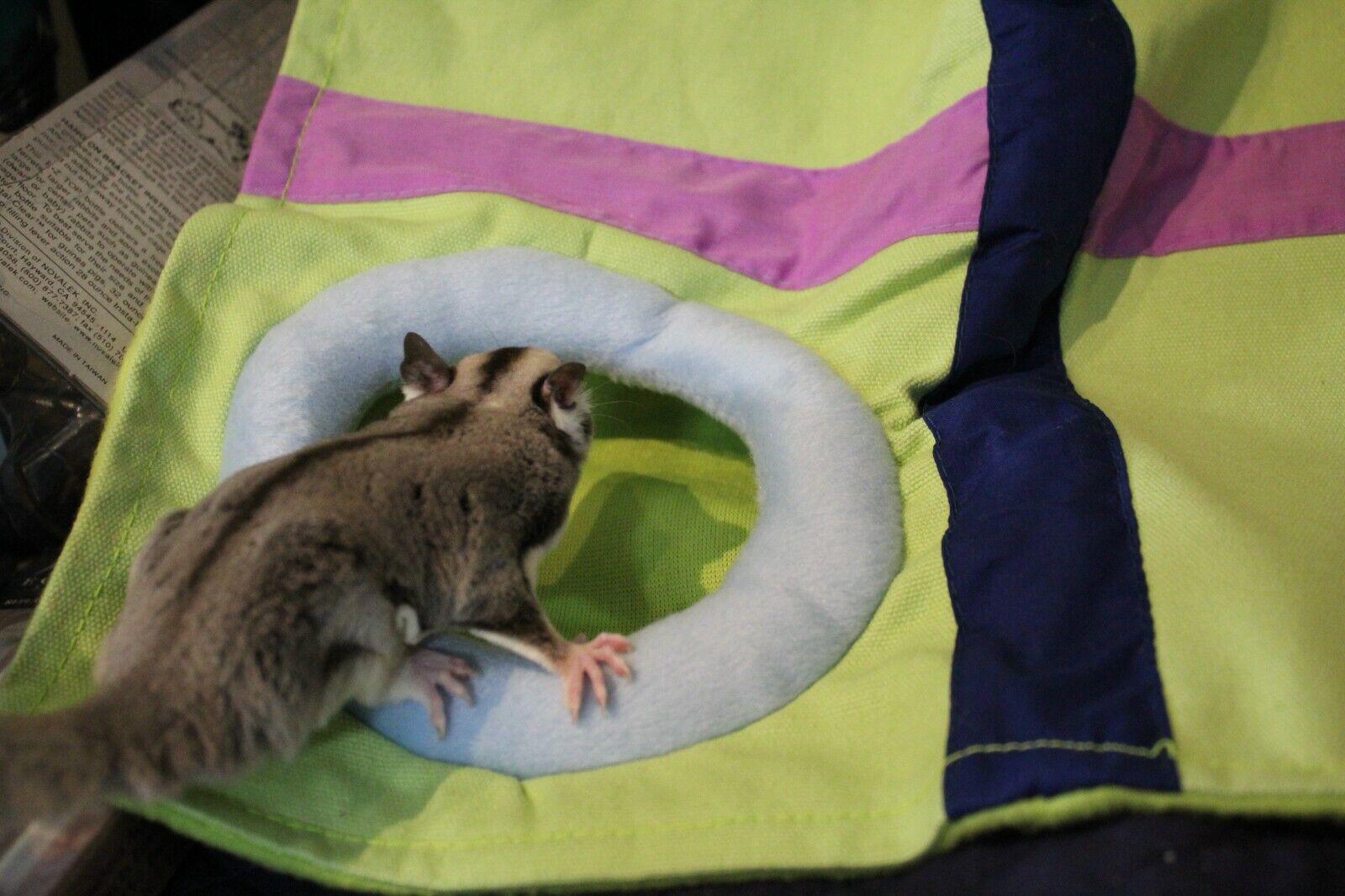 Sugar glider playing with a colorful activity mat featuring a soft ring.