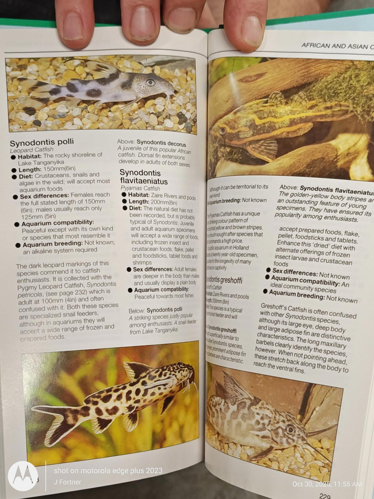 Synodontis polli fish species details in an aquarium guide, showcasing unique patterns and habitat information.